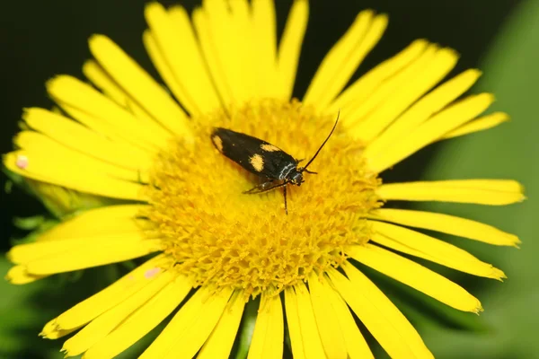 飞蛾在一朵黄色的花 — 图库照片
