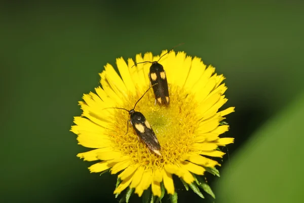 花の蛾類 — ストック写真
