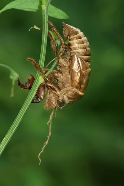 Раковина насекомых — стоковое фото