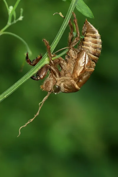 Concha de insectos —  Fotos de Stock