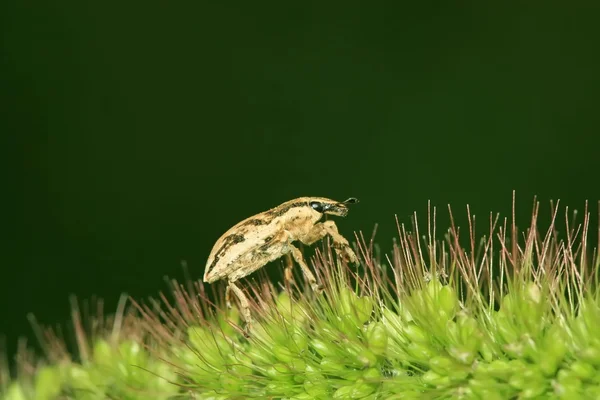 Weevil — Stock Photo, Image