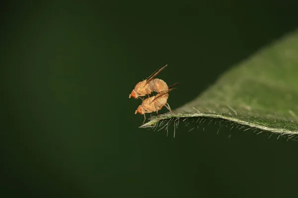 Insekter – stockfoto