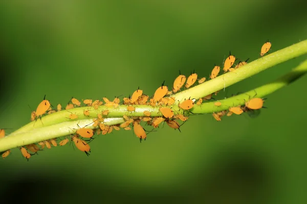Närbild av bladlöss — Stockfoto