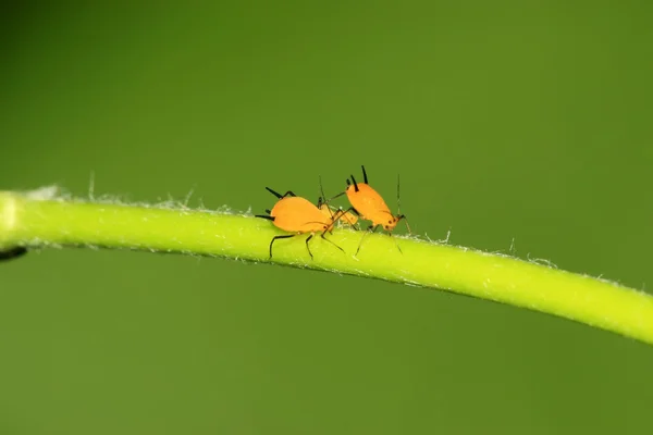 Mšice, druh hmyzu — Stock fotografie