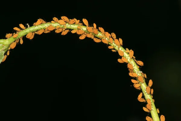 Mszyca na rośliny — Zdjęcie stockowe