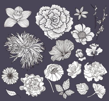 Set of flowers. Floral elements. clipart