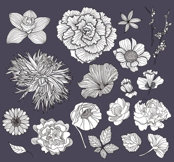 Ensemble de fleurs. Éléments floraux . — Image vectorielle