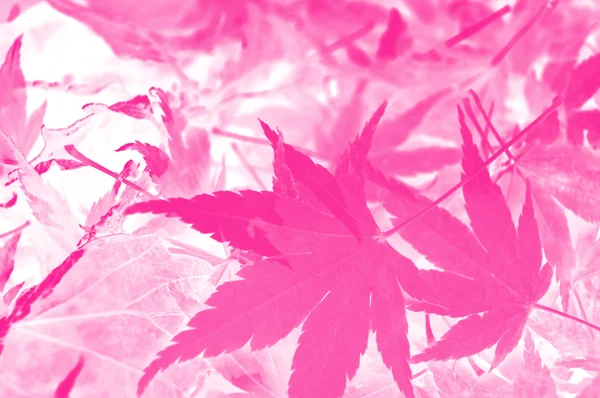 Abstract pink leaf background. — Stock Photo, Image