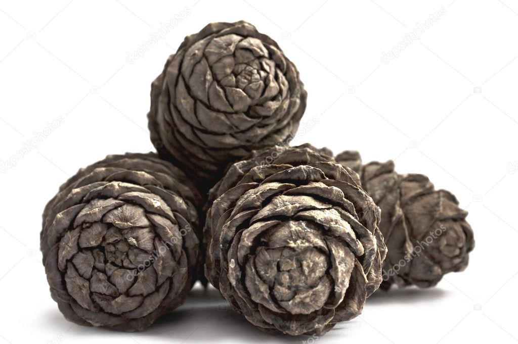Fir cones isolated on white