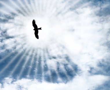A bird flying in the blue sky clipart