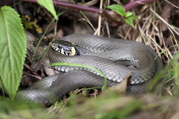 stock image Grass snake in forest environment