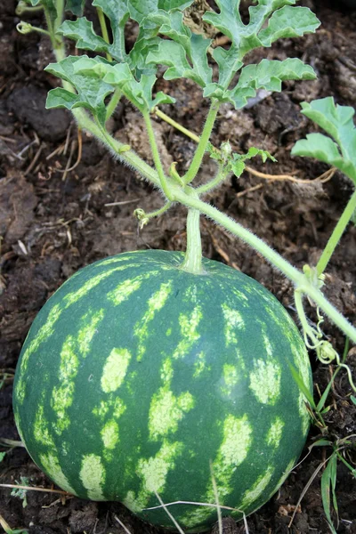 stock image The water-melon grows