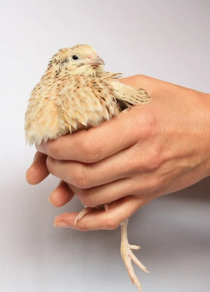 Bird in hands