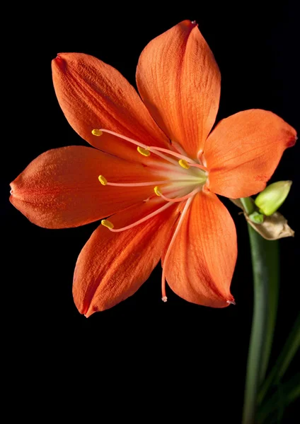 stock image Big red flower with long stamens on a dark background