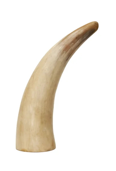Horn av en ko — Stockfoto