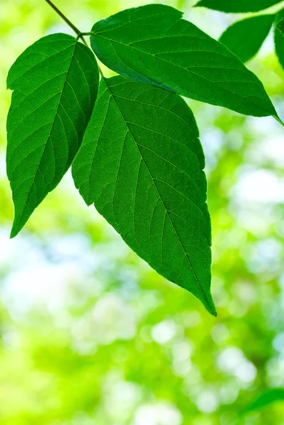 Las hojas verdes del tilo — Foto de Stock