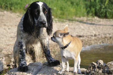 İki köpek 'Rus Spaniel 