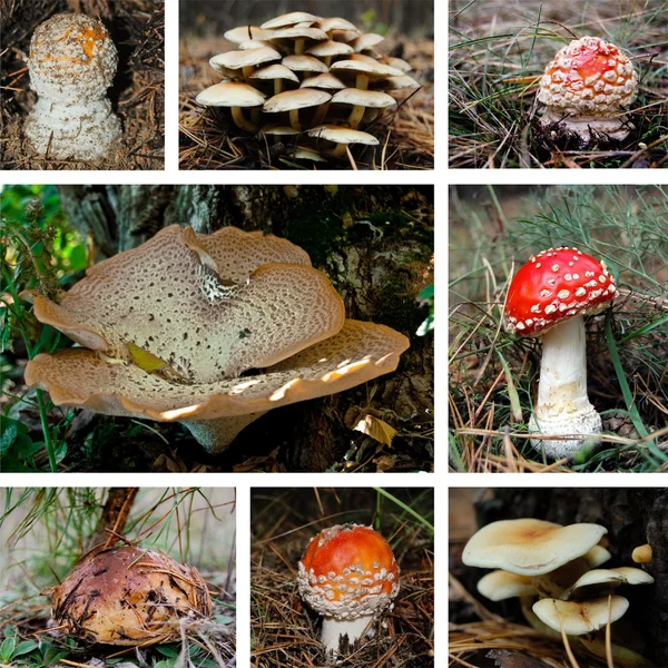 Mushroom collage — Stockfoto