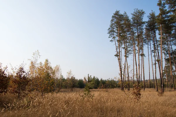 Stock image Landscape with pines