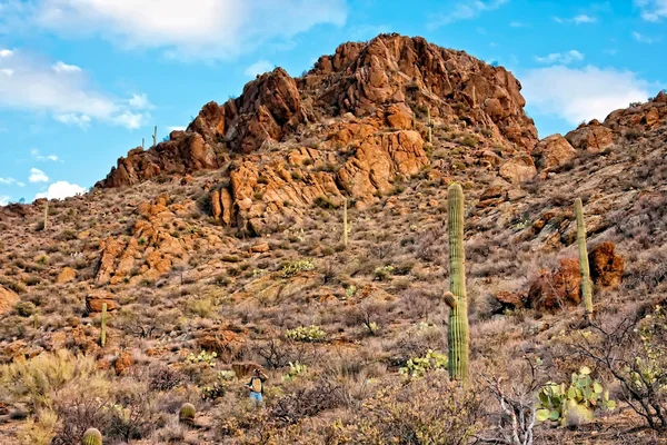 Pouštní krajina Národního parku saguaro — Stock fotografie