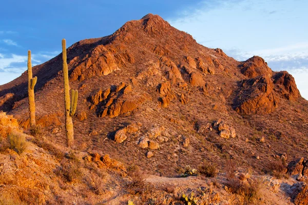 Woestijn landschap van saguaro nationaal park — Stockfoto