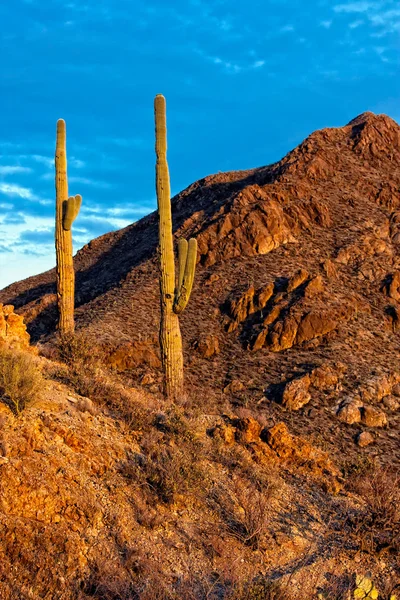 Pustynny krajobraz parku narodowego saguaro — Zdjęcie stockowe