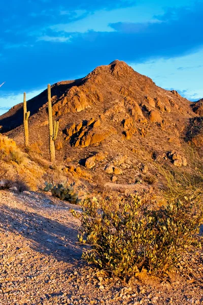 Desert Landscape of Saguaro National Park — Stock Photo, Image
