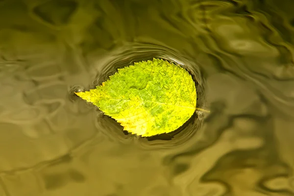 stock image Yellow Leaf on Water