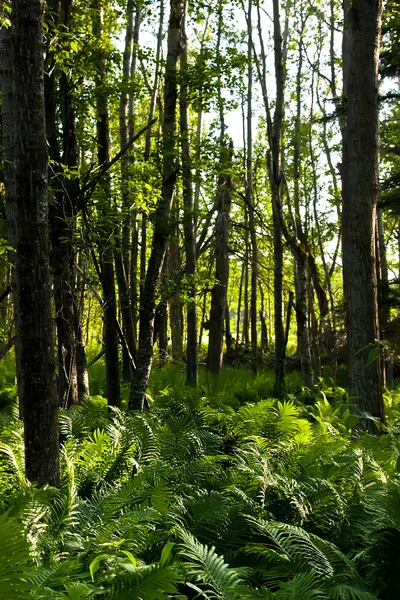 Bosque natural con plantas de helecho — Foto de Stock