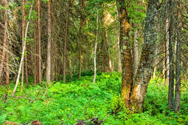 Natuurlijke bossen met varens planten — Stockfoto