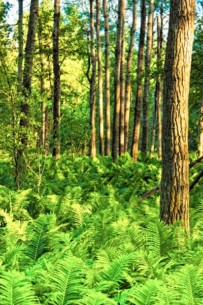 Природный лес с папоротниками — стоковое фото