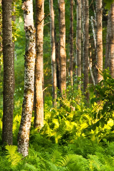 Bosque natural con plantas de helecho —  Fotos de Stock