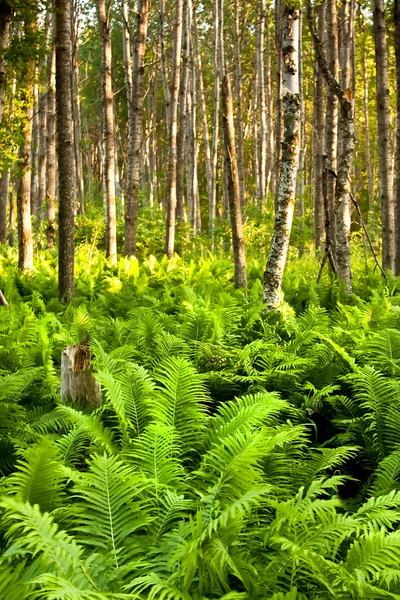 Forêt naturelle avec des plantes de fougère — Photo