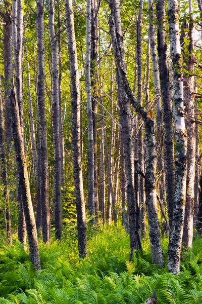 Natuurlijke bossen met varens planten — Stockfoto