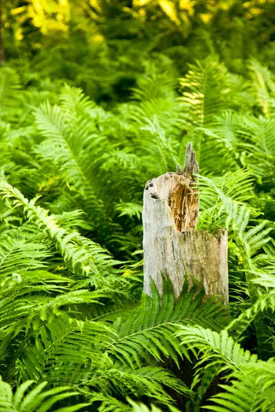 Floresta natural com plantas de samambaia — Fotografia de Stock