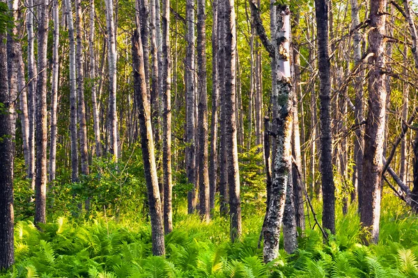Bosque natural con plantas de helecho —  Fotos de Stock