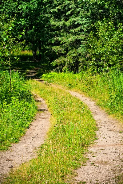 Strada forestale — Foto Stock