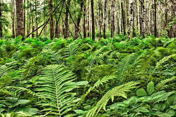 Přirozený les s kapradí rostliny — Stock fotografie