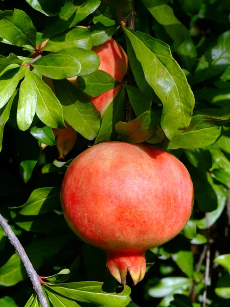 stock image Pomegranate