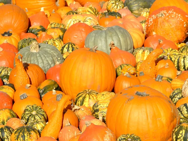 Pumpkin background — Stock Photo, Image