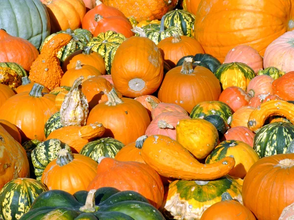 Pumpkins background — Stock Photo, Image