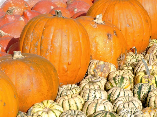 Mixed pumpkins — Stock Photo, Image