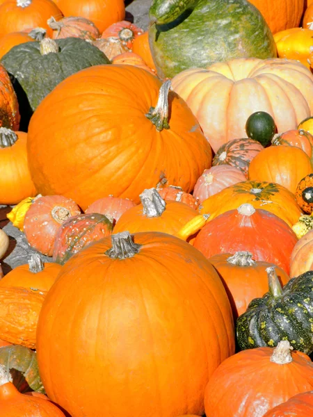 Pumpkin background — Stock Photo, Image