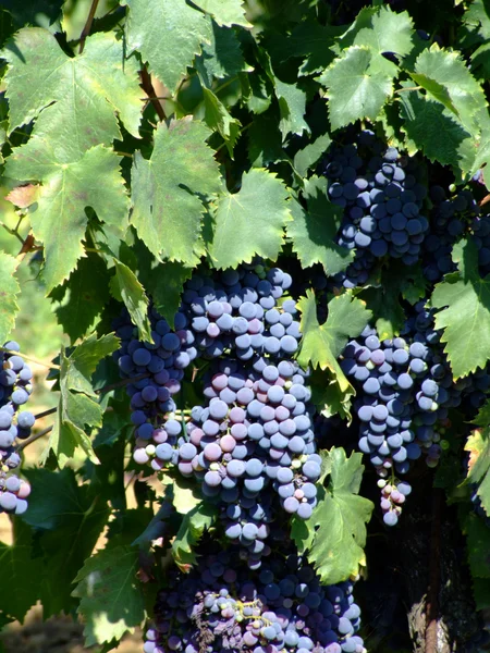 Druiven in een Italiaanse wijngaard — Stockfoto