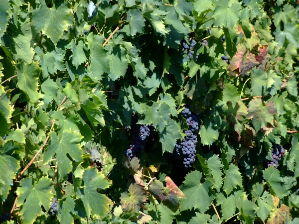 Виноград в італійських виноградник — стокове фото