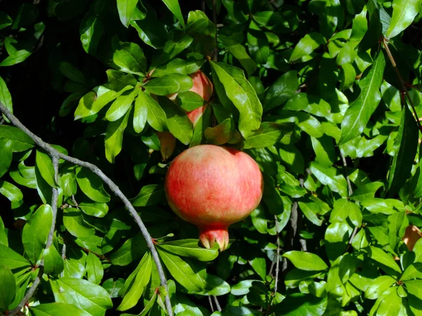 stock image Pomegranate fruit