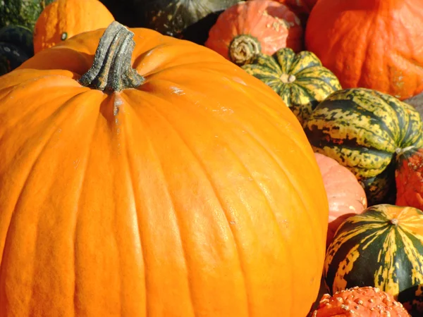 Mixed pumpkins — Stock Photo, Image