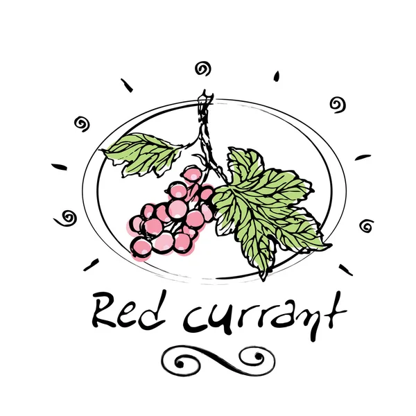Red currant — Stock Vector