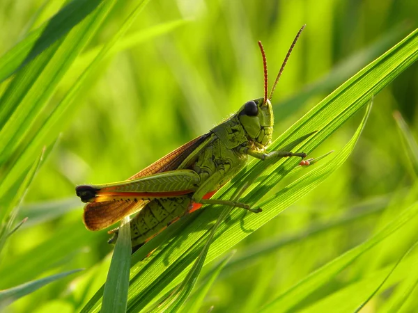 Gräshoppa på gräset Stockbild