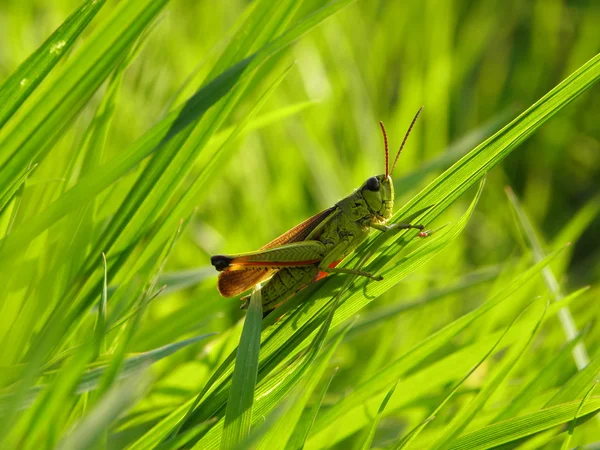 Gräshoppa på det gröna gräset Stockbild